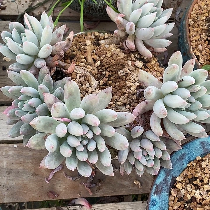 所罗门多头群元旦福利