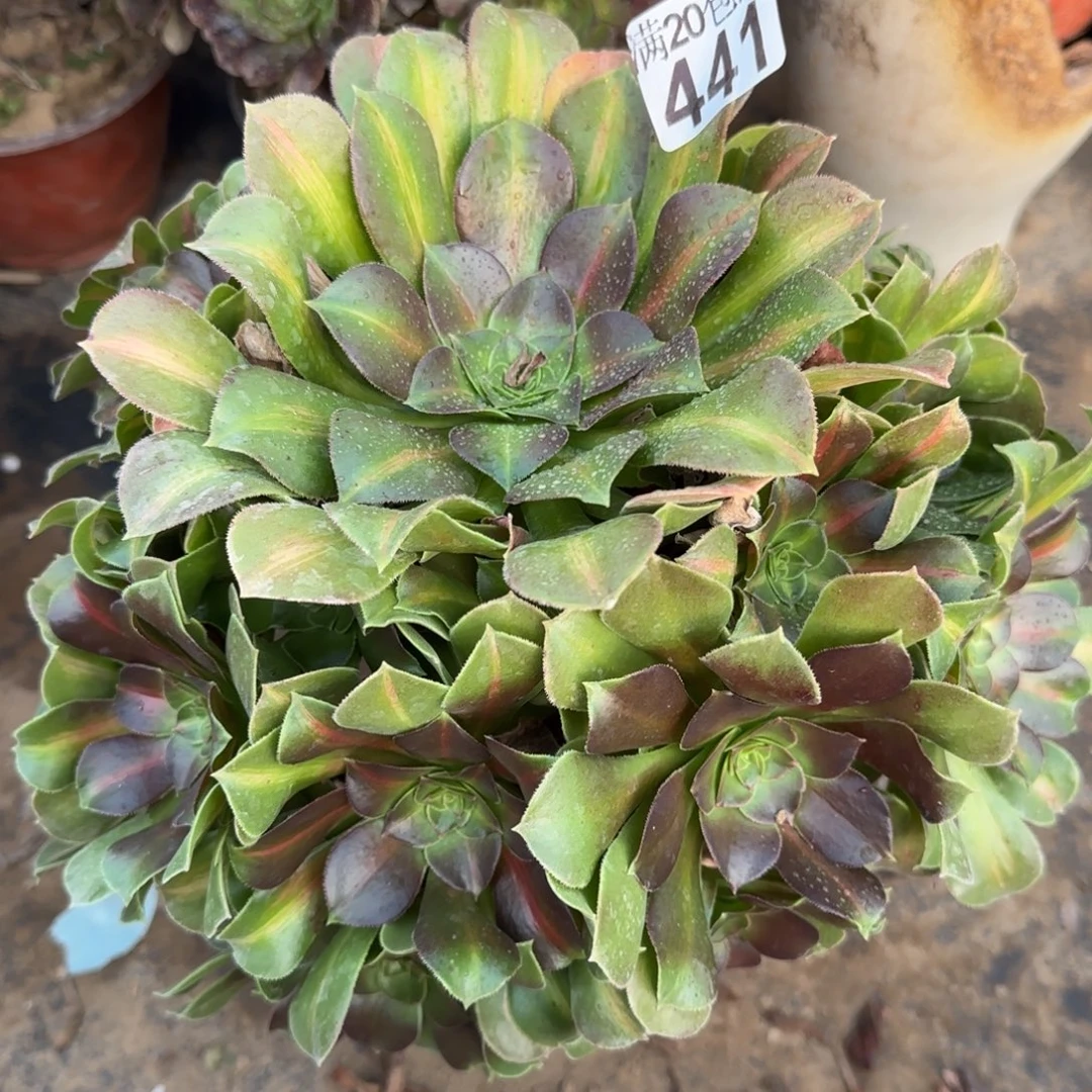 女中441满20包邮断枝不包