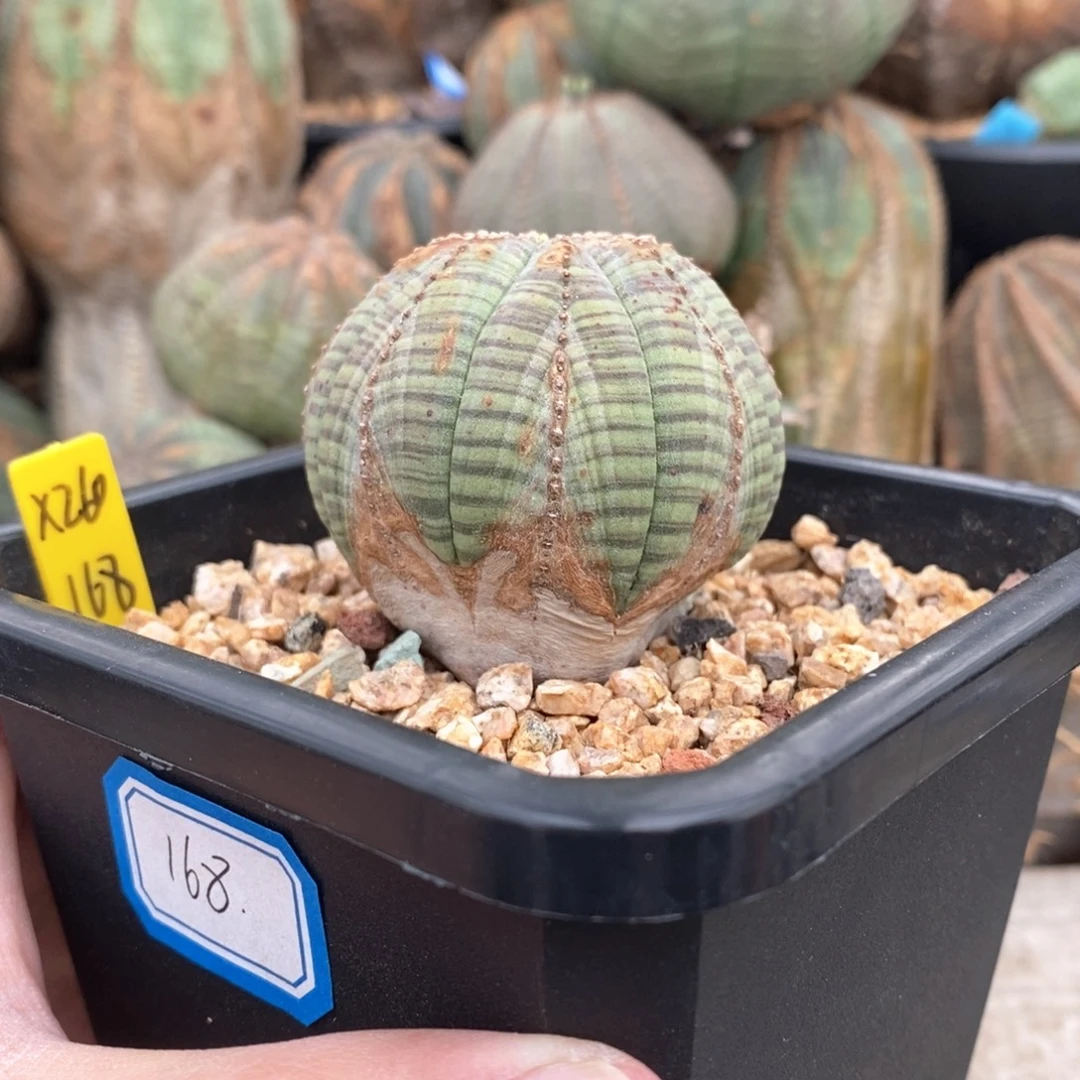 12 欧系实生布纹球多肉植物