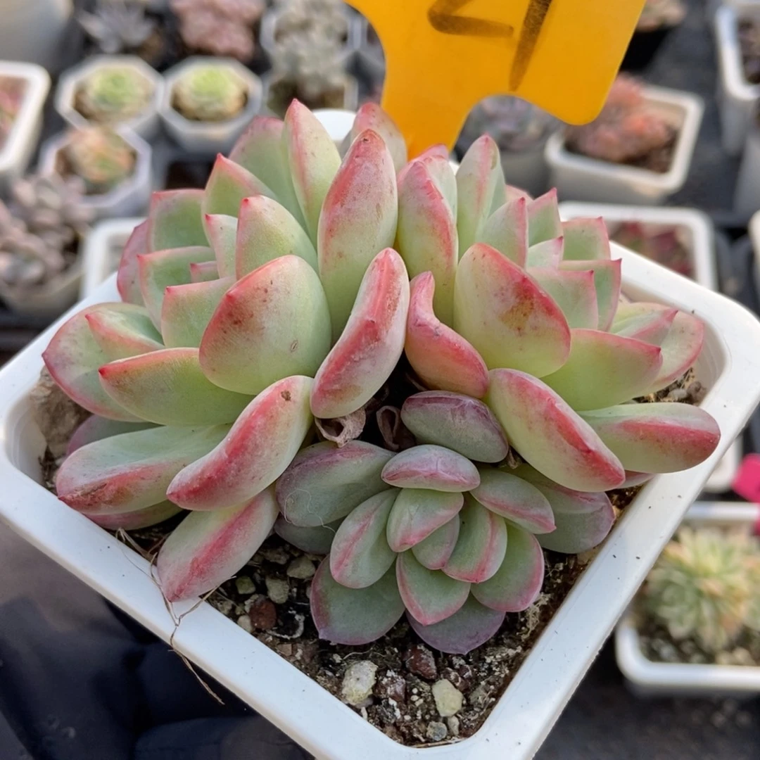 521泡芙多肉植物多肉