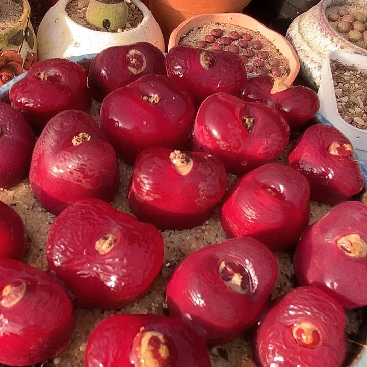 韩版蟠桃一颗     买2送1