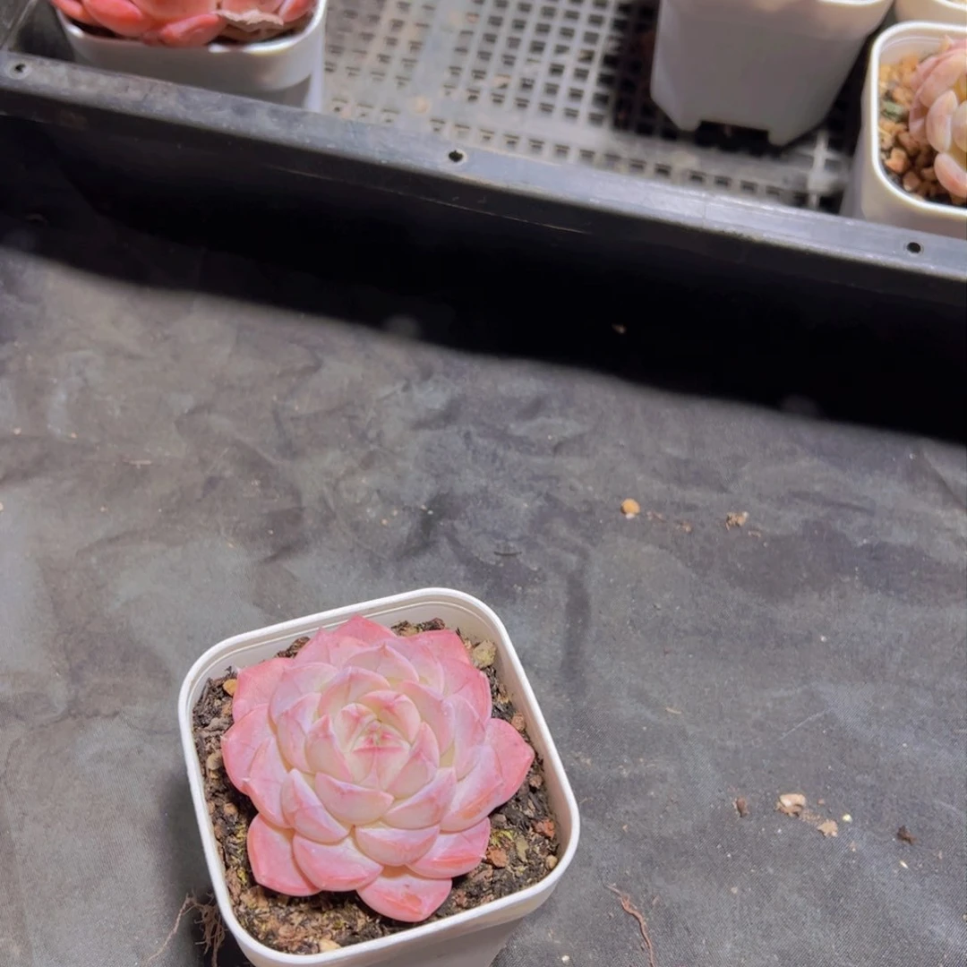 格*新品，多肉植物