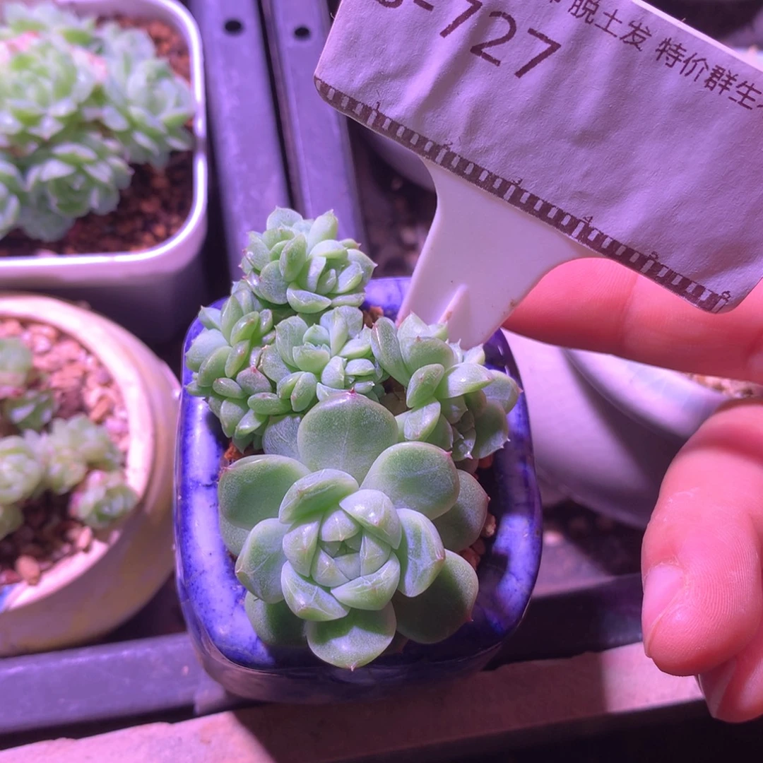 珍妮朵朵缀化精品