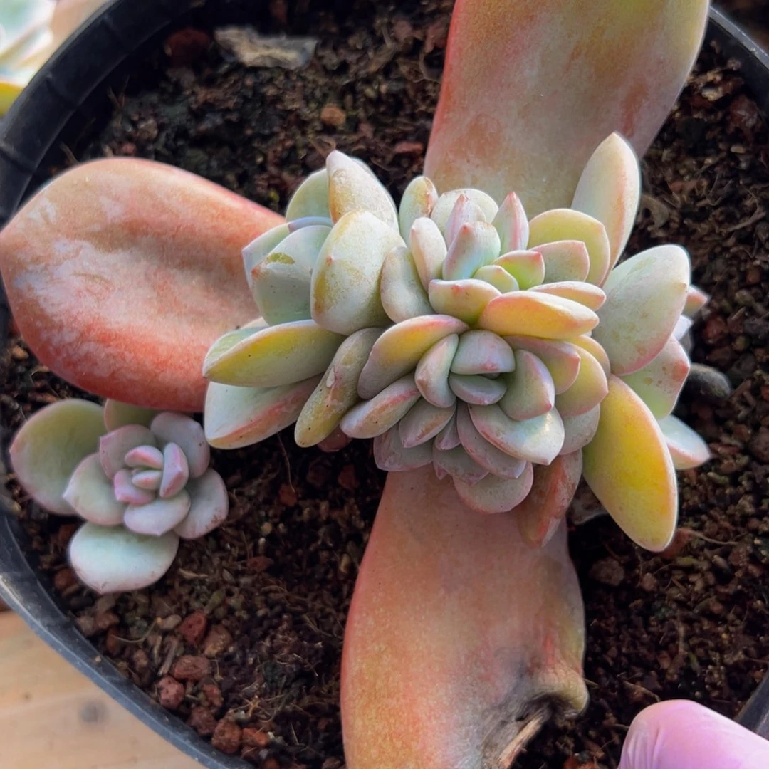 奶茶 新年快乐 新年快乐