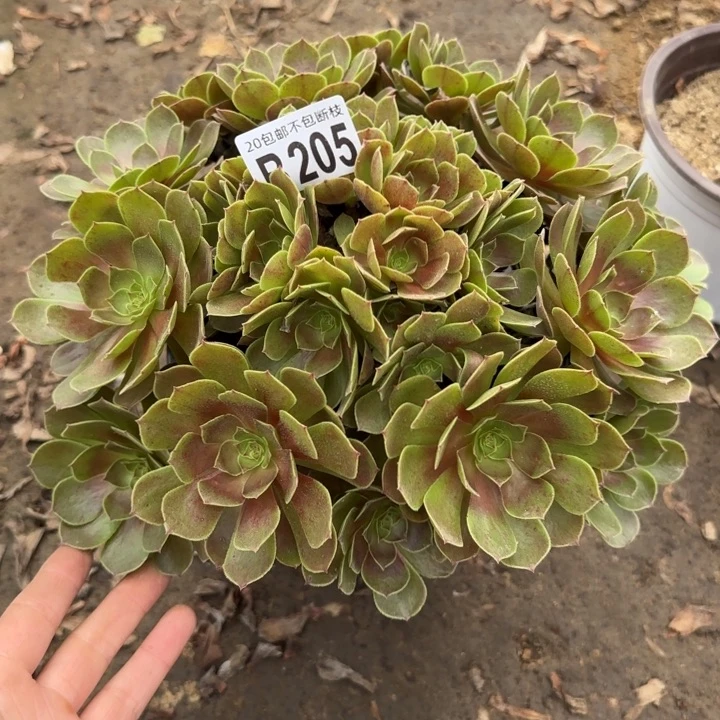 黑魔……多肉植物……