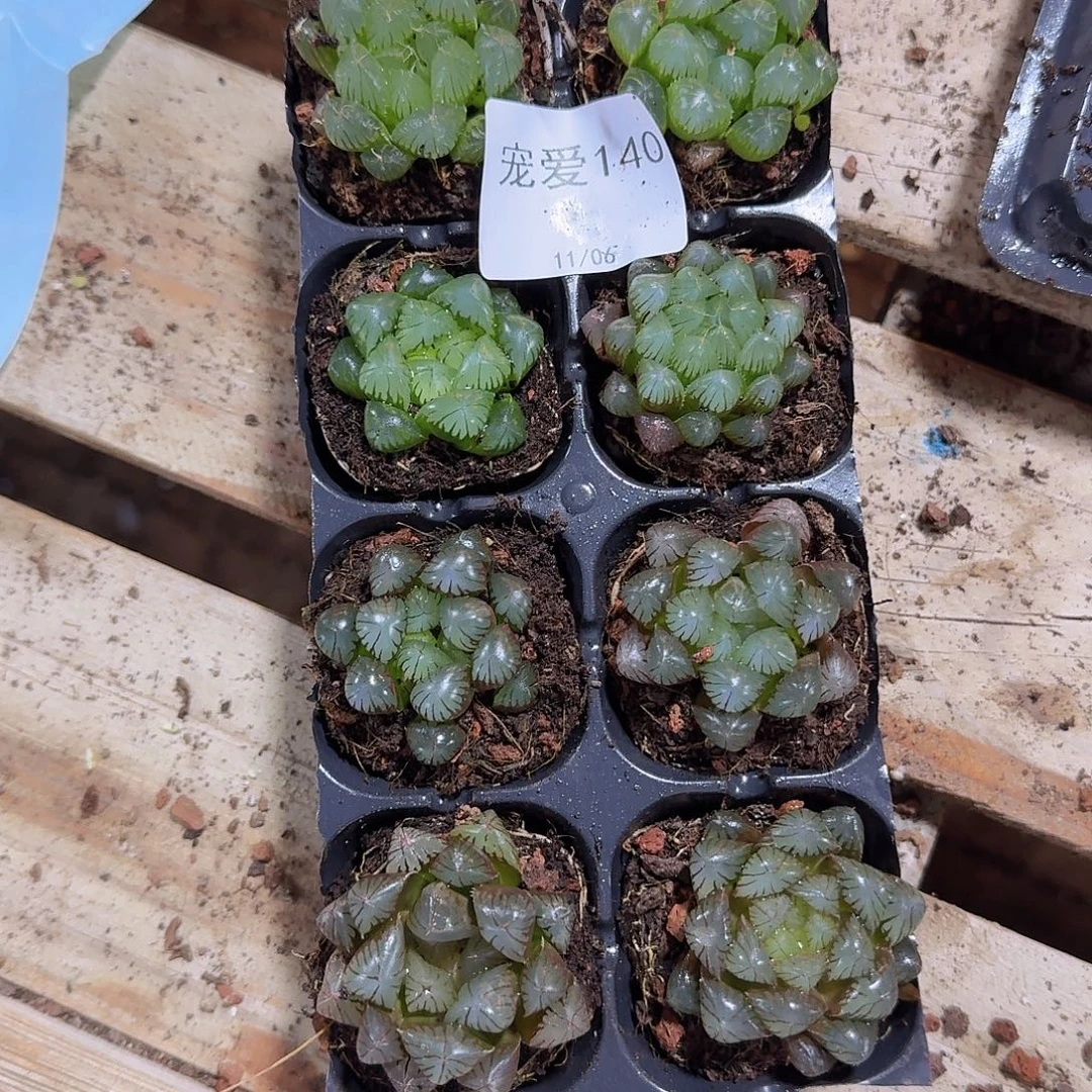 直播福利一物一拍140