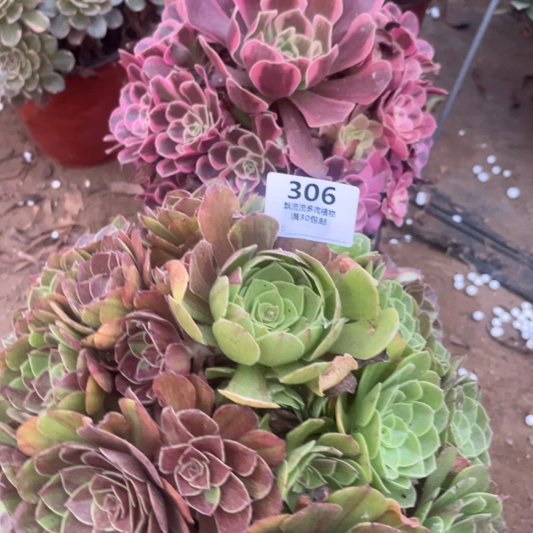 雨***荷花月月冠306号法师