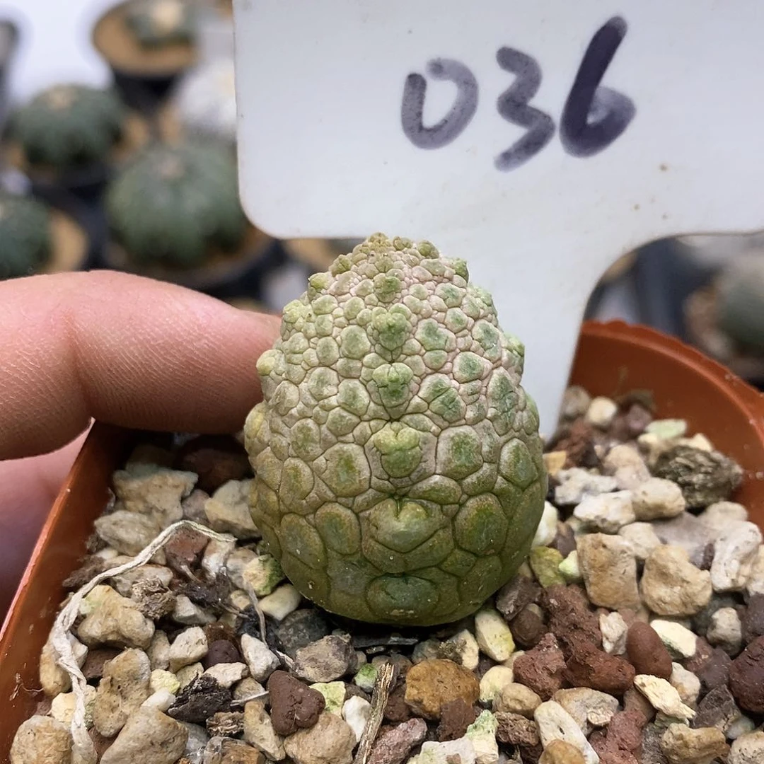 凝体玉特价款福利特价款