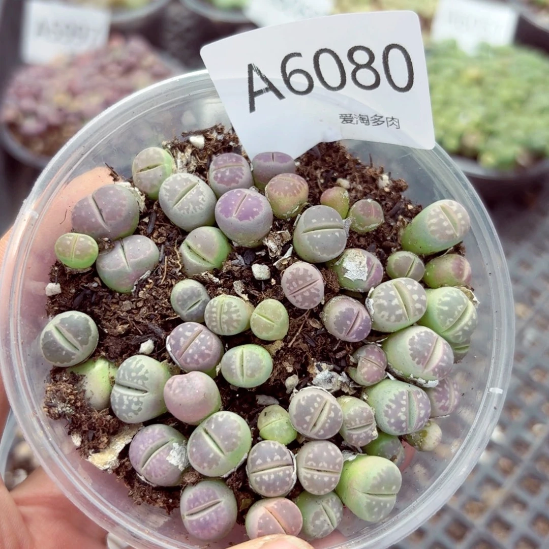 6080–生石花 生石花