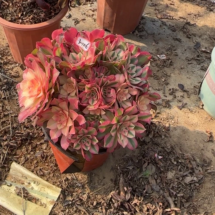 3-106香妃朵朵多肉植物