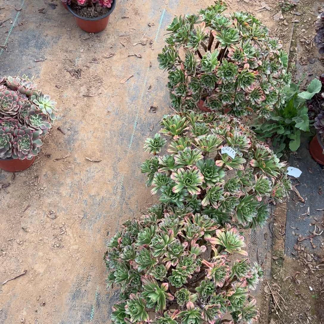 076碧火多肉植物法师多肉植物