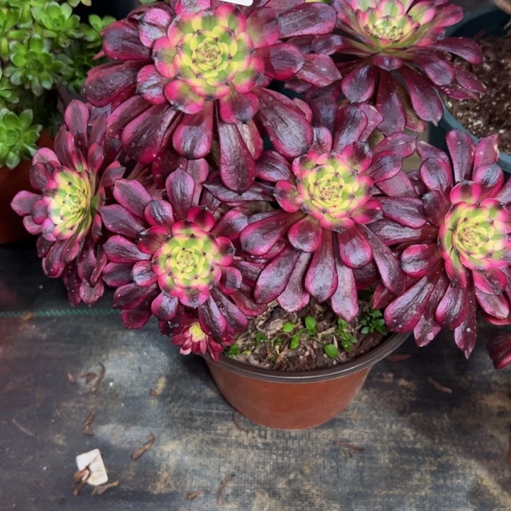 老***季美姬312多肉法师一物一拍