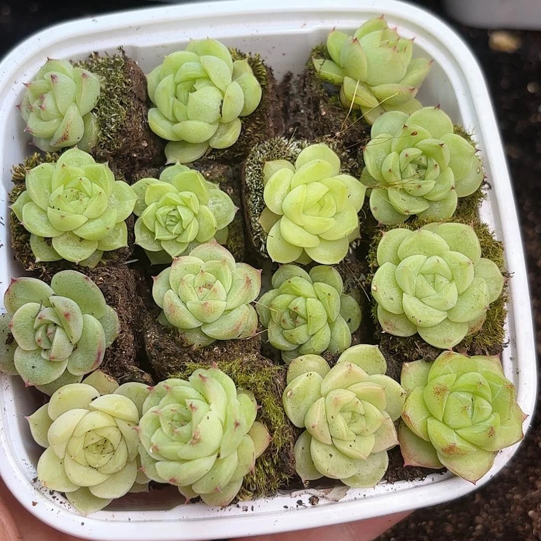 特优麦秆15颗新疆西藏内蒙不发货