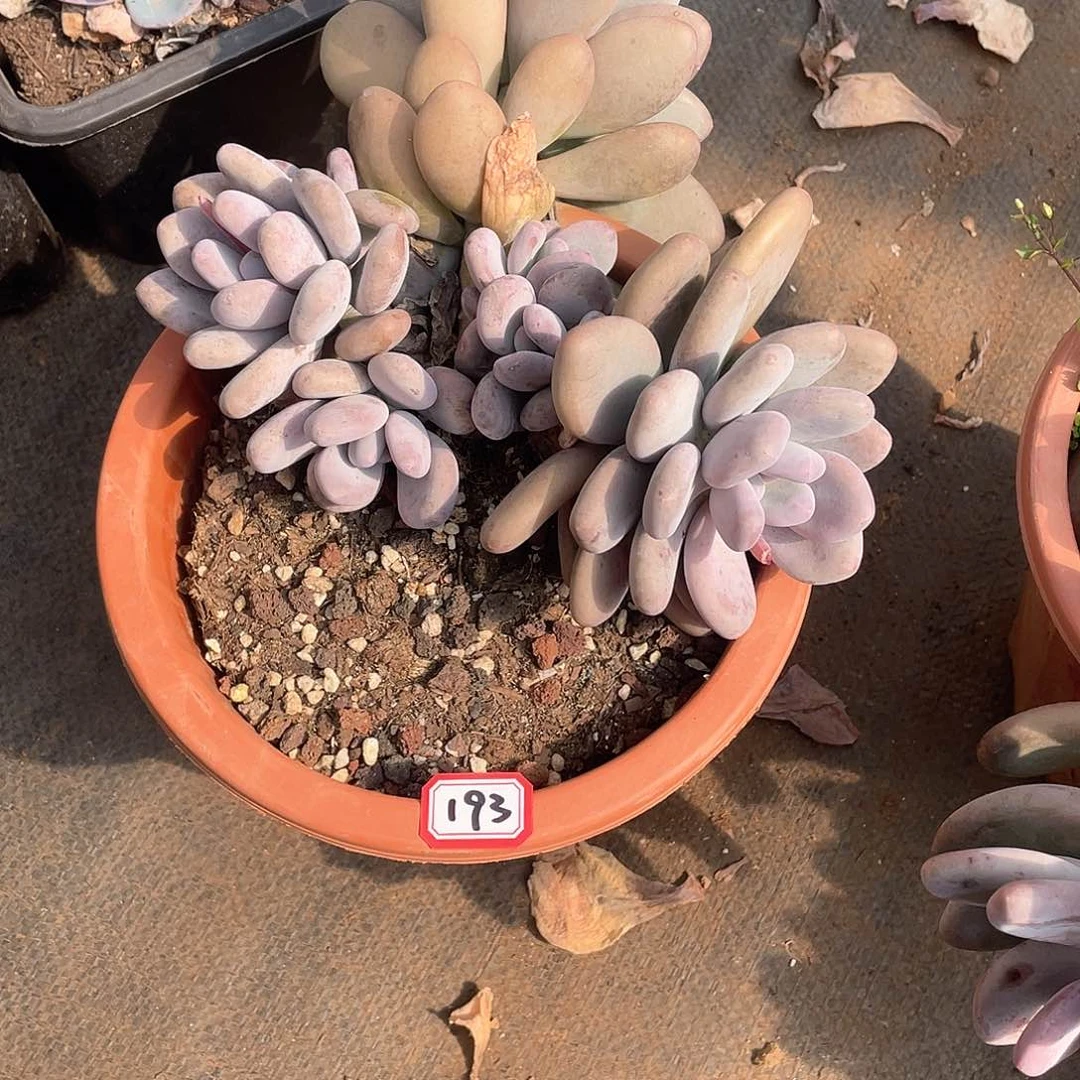 193大叶奶 一物一拍多肉