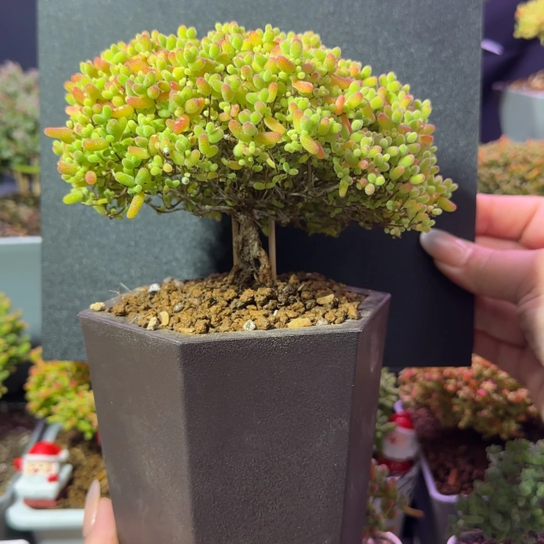 dy1170精控蜜橘造型桩冠幅12cm