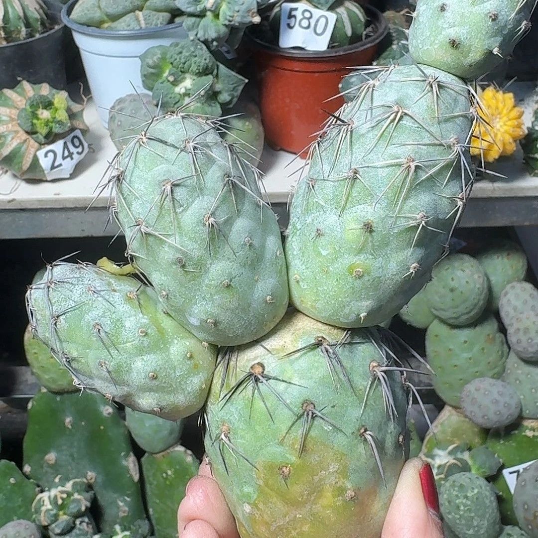 无花朵福利五头产地黑狂刺习