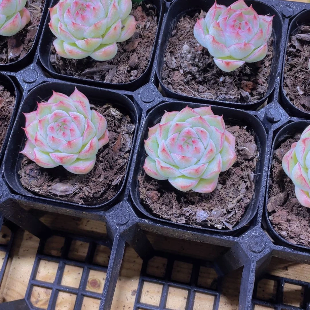 930号 睫毛钻石边线麦秆两个