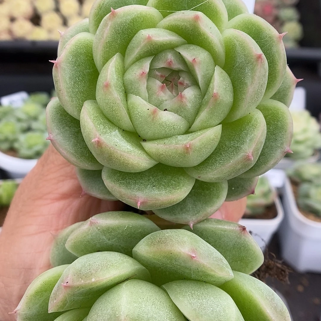 一物一拍一物一拍925-153