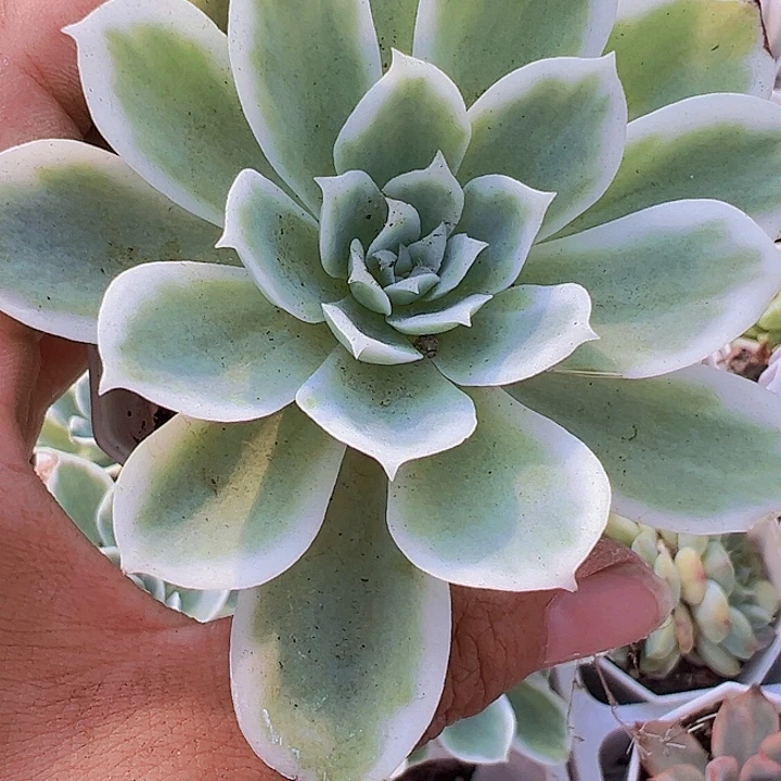 柠檬玫瑰锦19包邮