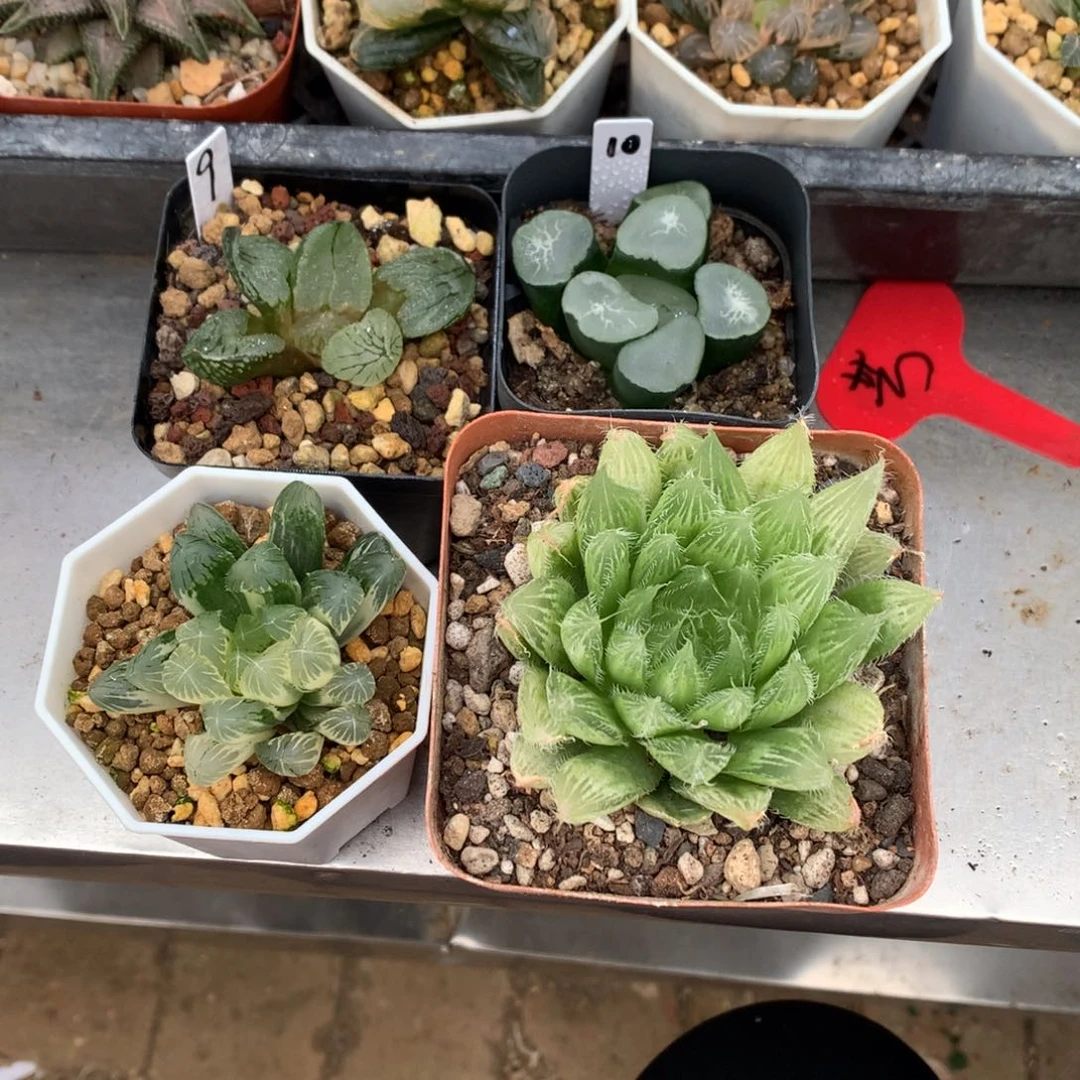 濯***k直播拍，带盆土发货了