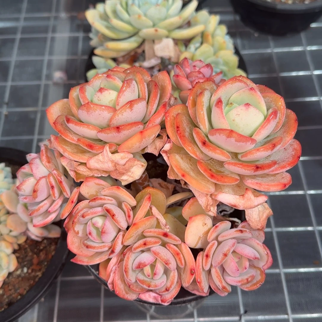 从前慢花园精选多肉白月光