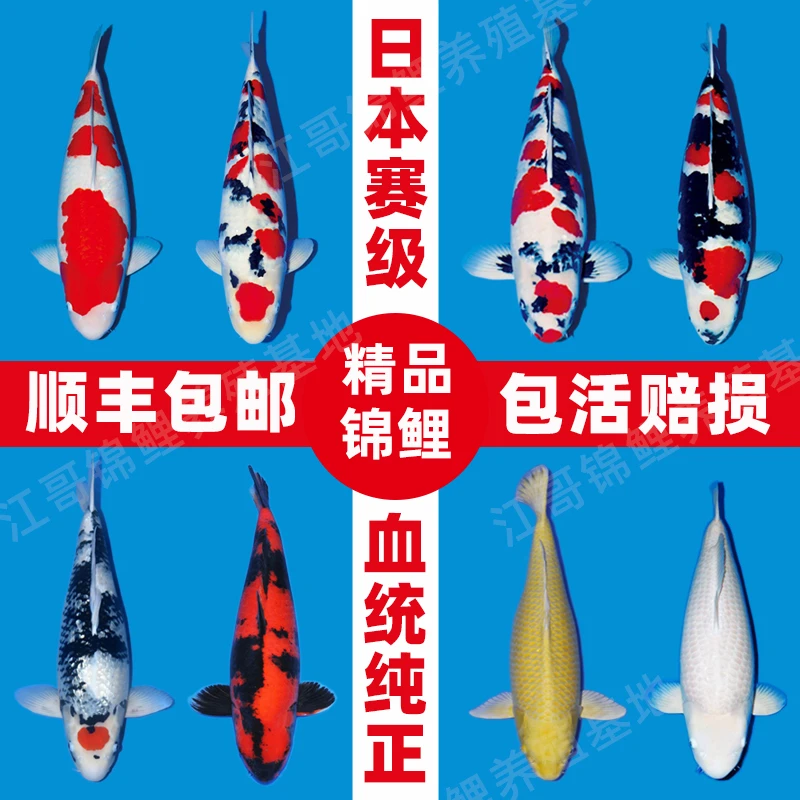 日本正宗昭和黄金龙凤锦鲤活鱼大正纯种观赏鱼淡水长尾好养锦鲤