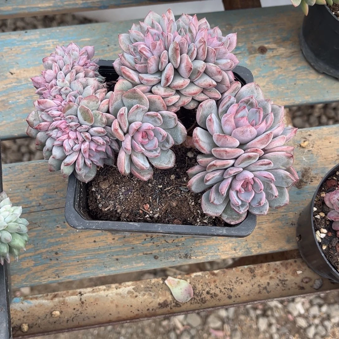 清***河多肉植物多肉植物