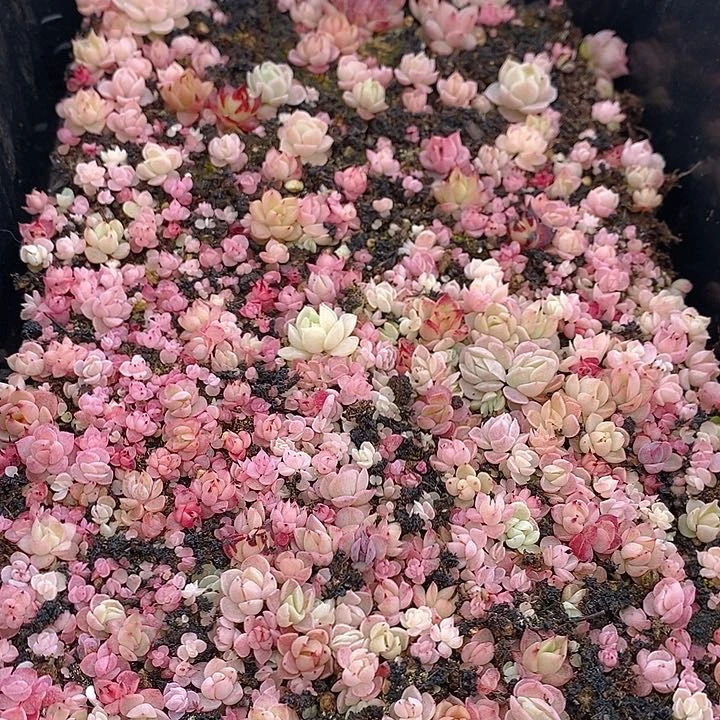 254多肉植物盆栽花卉