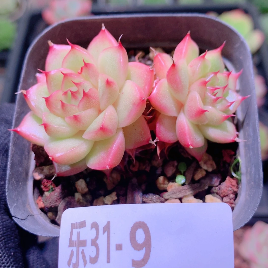 乐然31-9 海王双头