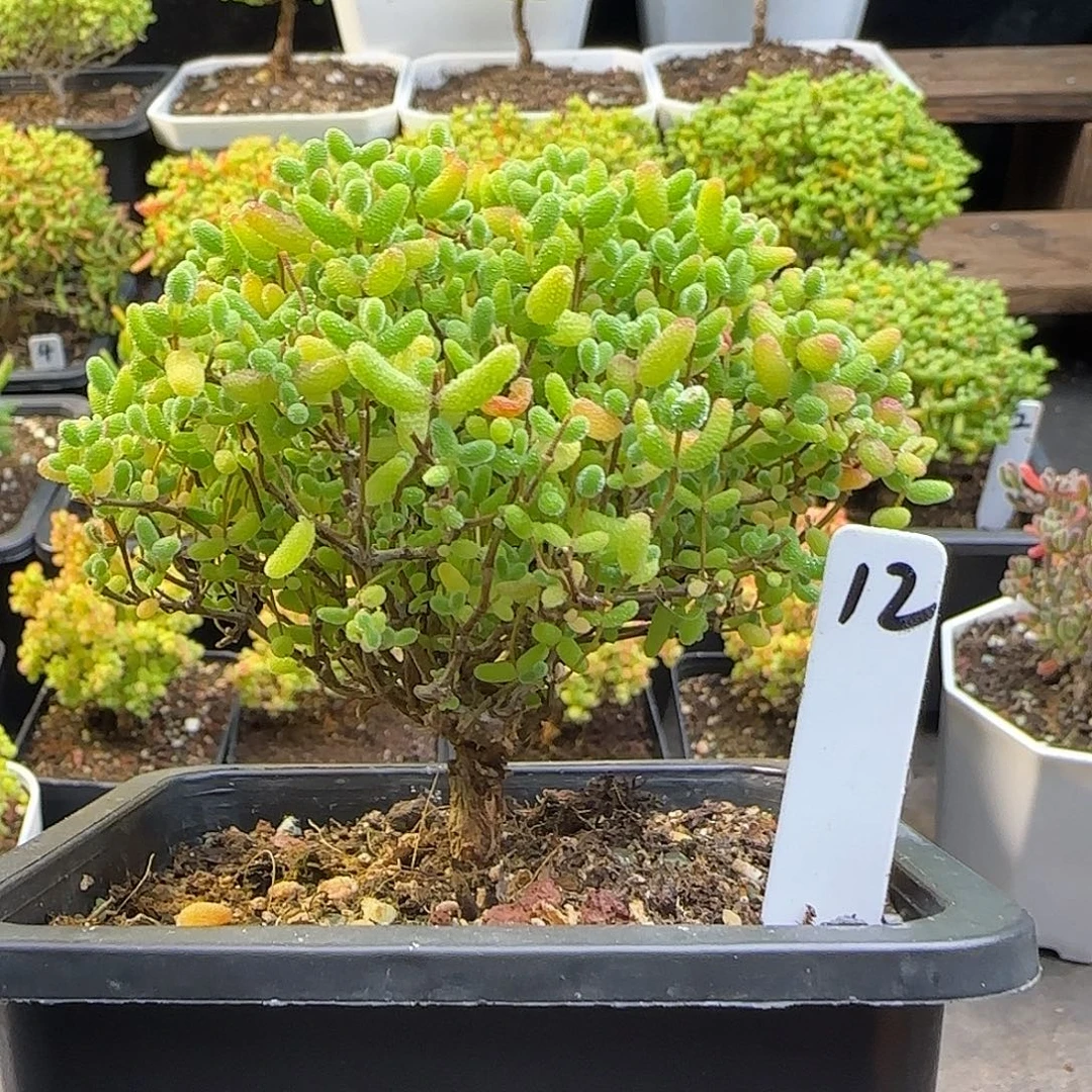 蜜橘糖球一物一拍