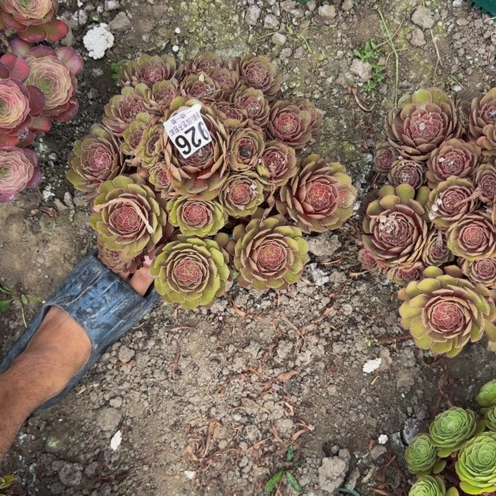 红魔花27-15包邮花花