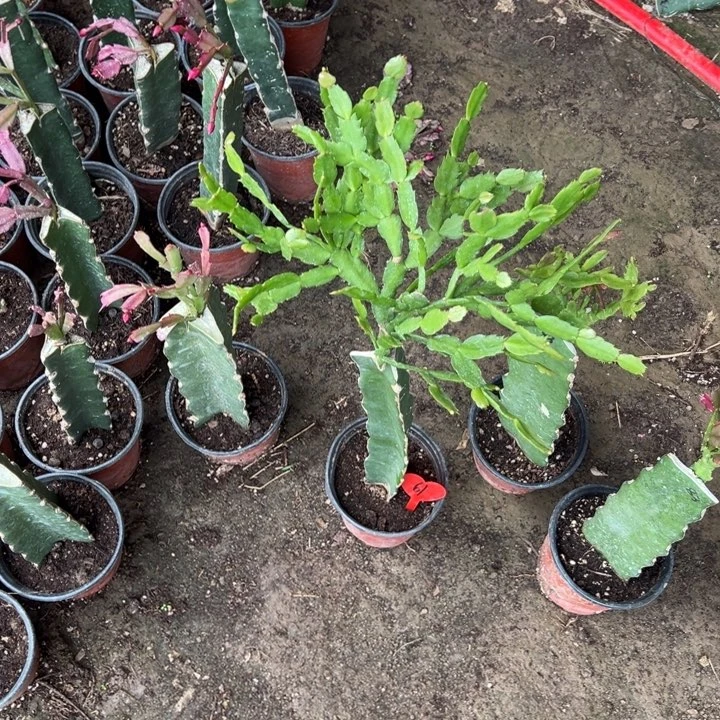 养***者当前无花栽培后可以开花2228  61