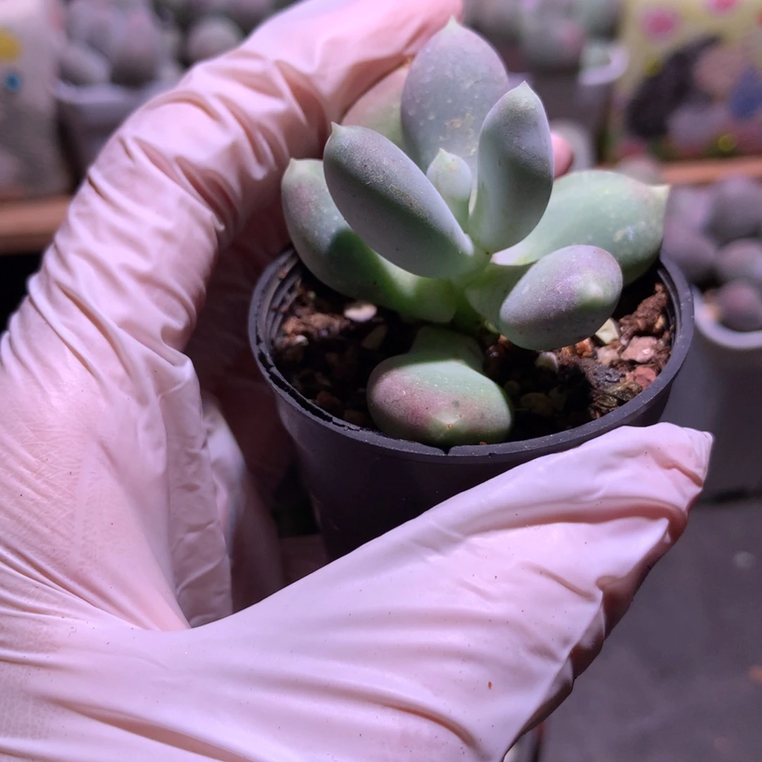 加菲猫加菲猫加菲猫