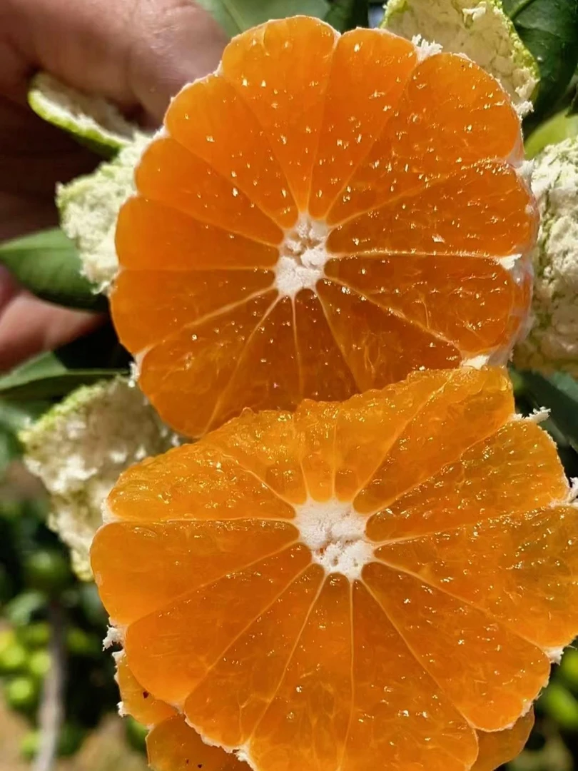 正宗寻乌蜜桔蜜桔新鲜水果橘子10斤一整箱蜜橘当季