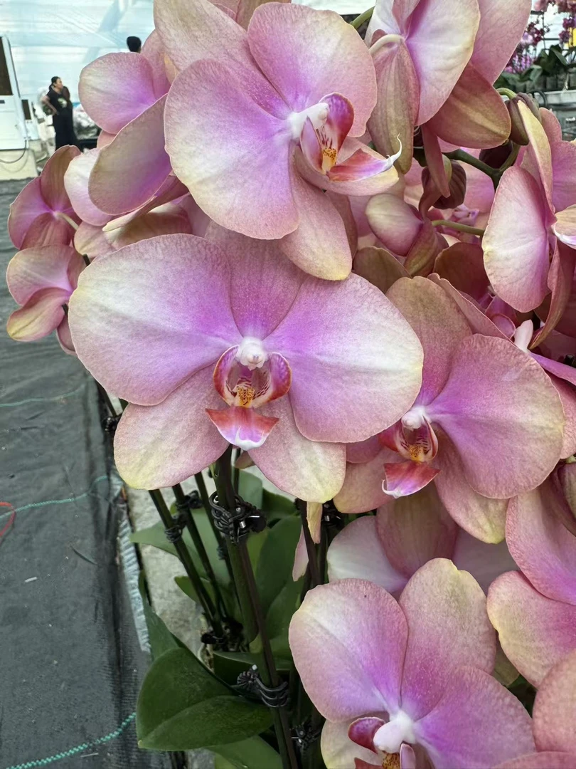 兰屿 LYSLAND【梵高3.0寸】蝴蝶兰鲜花盆栽