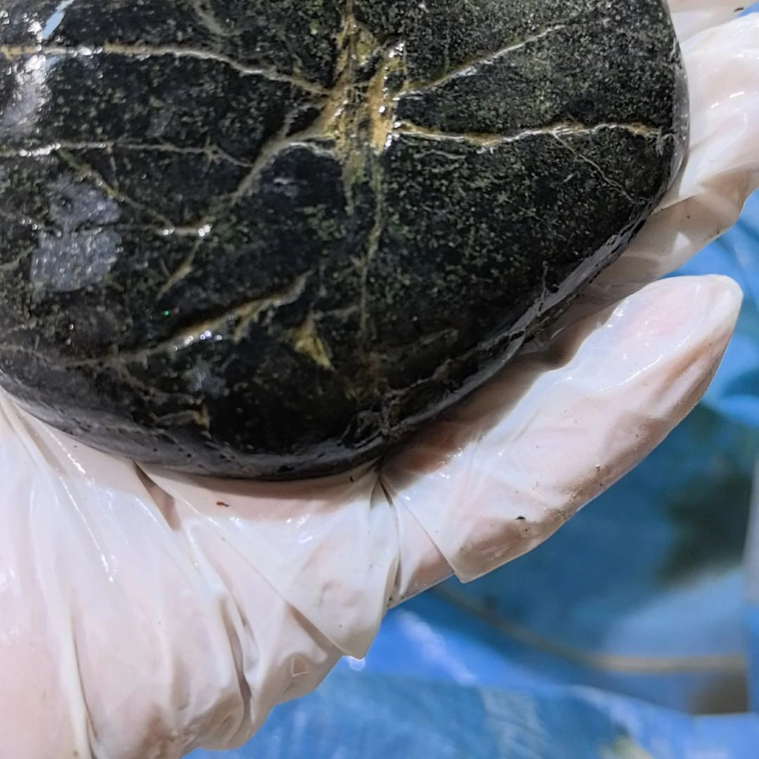 用***3有机玻璃藏玉药王石