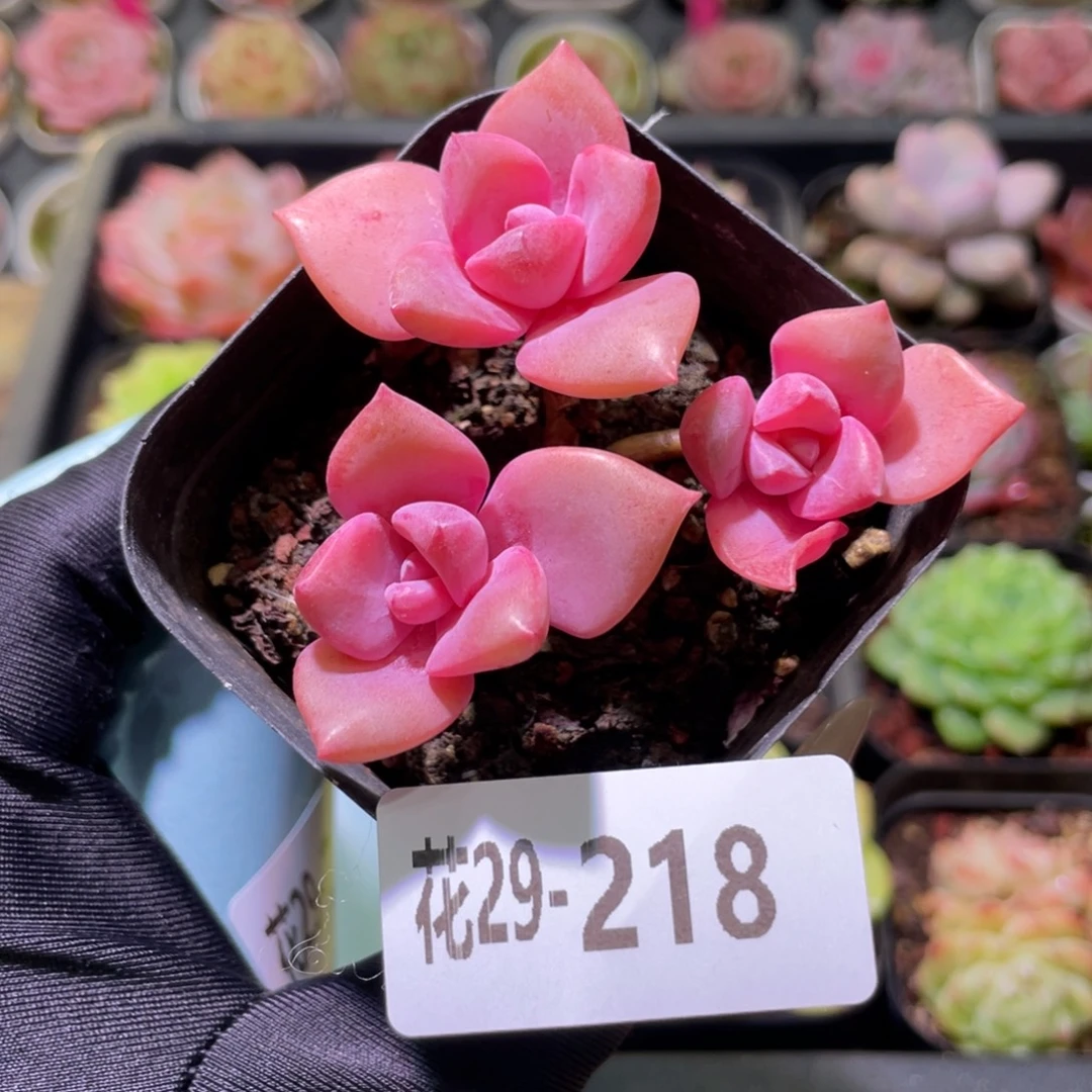 花利美29-218彩虹糖