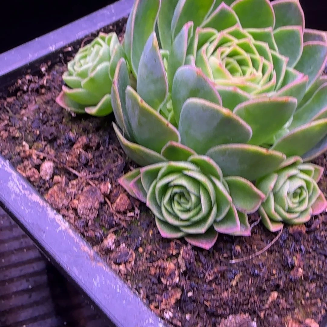 3个侧芽1厘米124242444423443