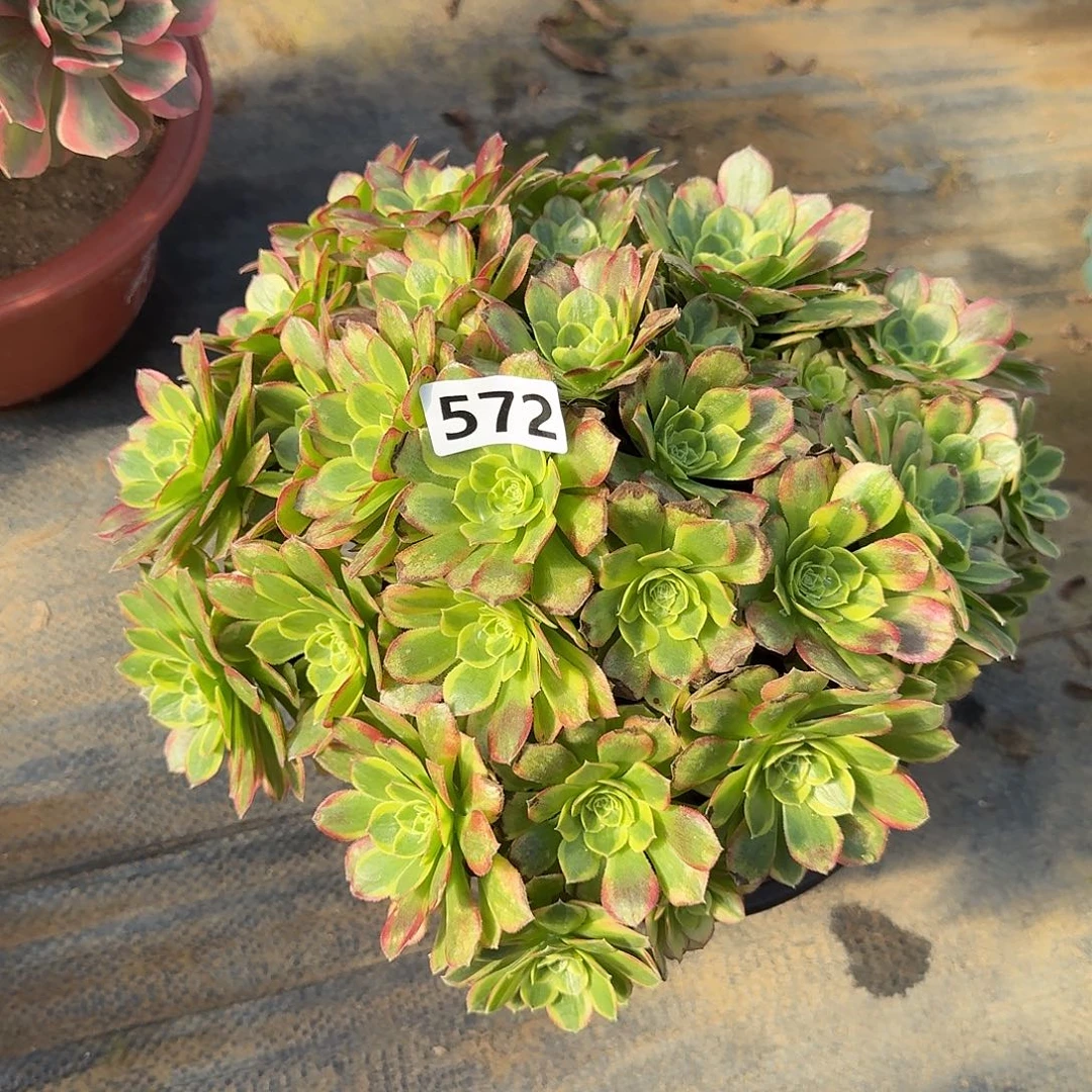 多肉植物奶白朵朵572