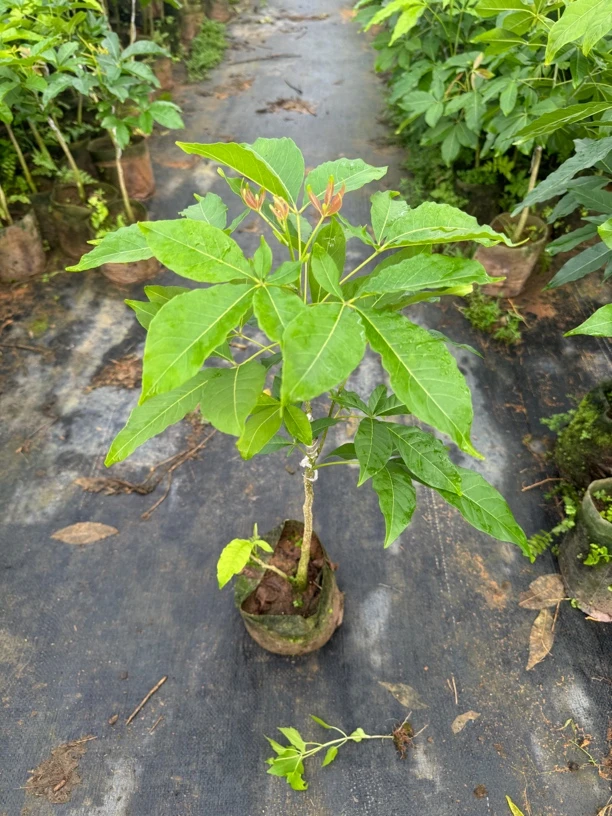 精选绿植盆栽白柿PT白 小苗 丰产之王 暂无带花.果