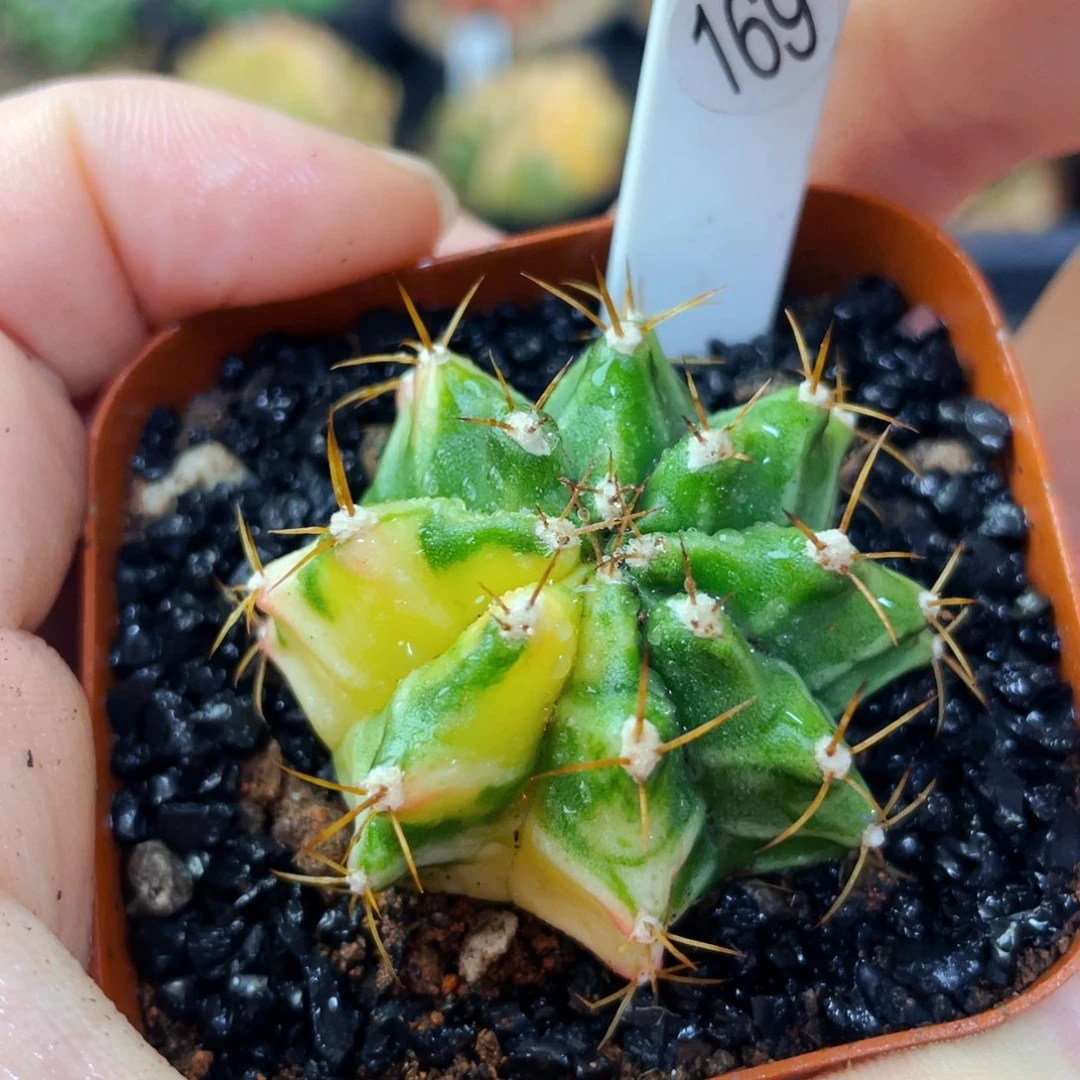 花田盆5公分满25包邮裸根发货