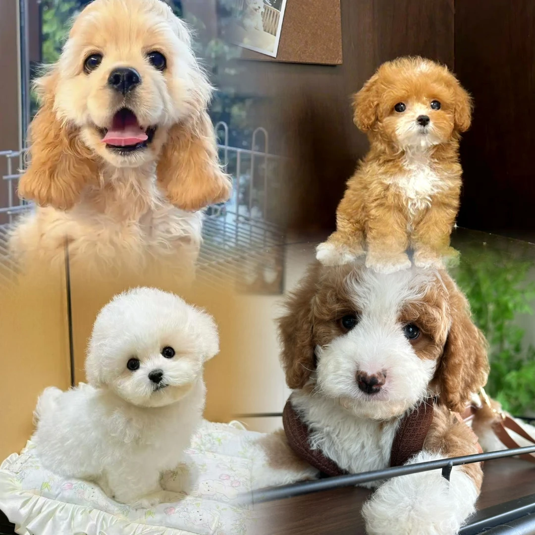 北京犬舍狗狗定金链接