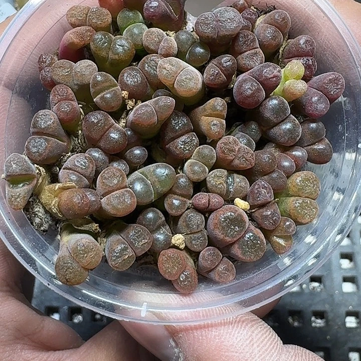 365 多肉植物多肉植物