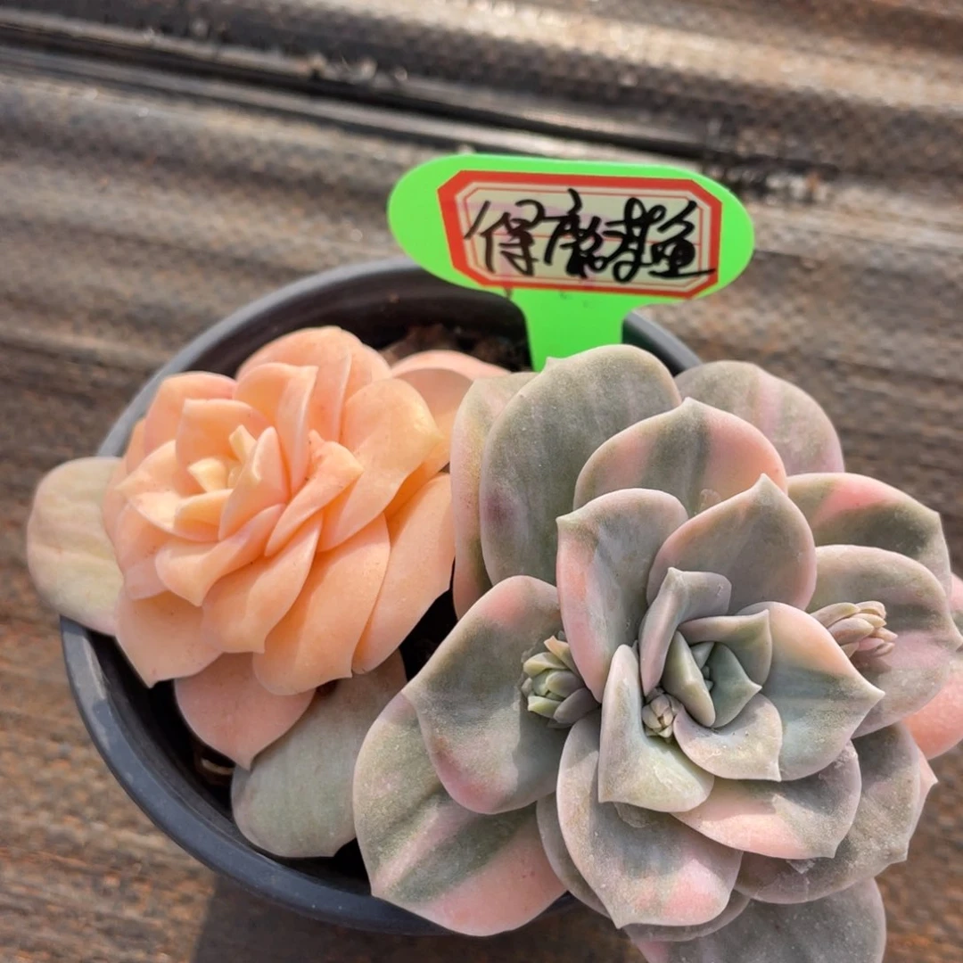 得***﹏姐姐说她真的有男朋友