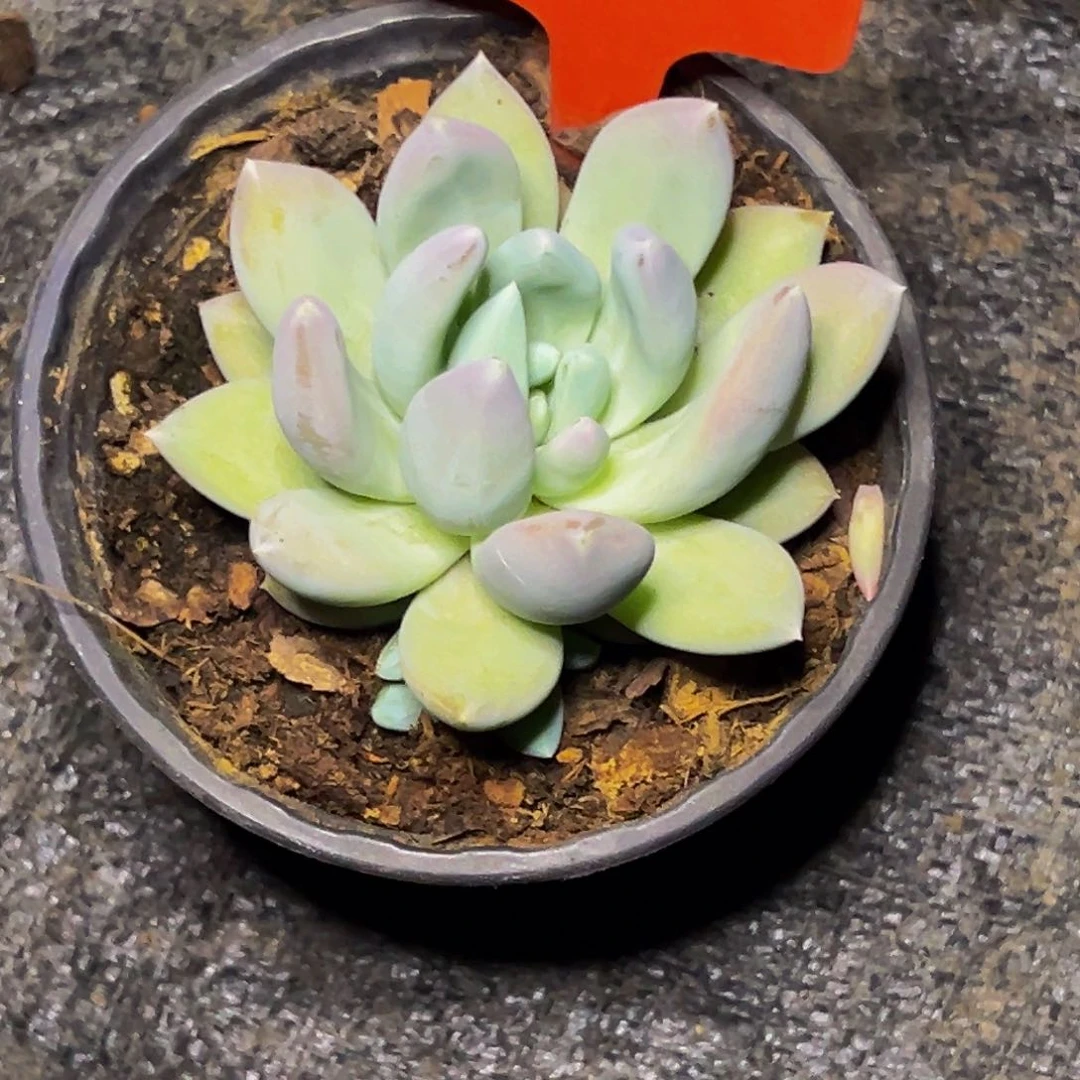 2501号晚上多肉植物群生吃