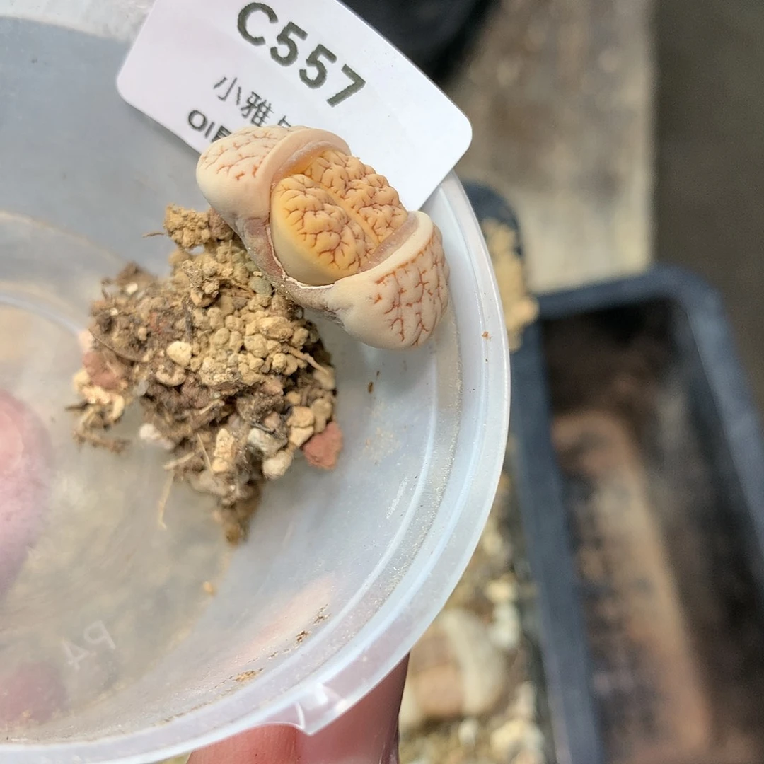 N***?C557多肉植物保护