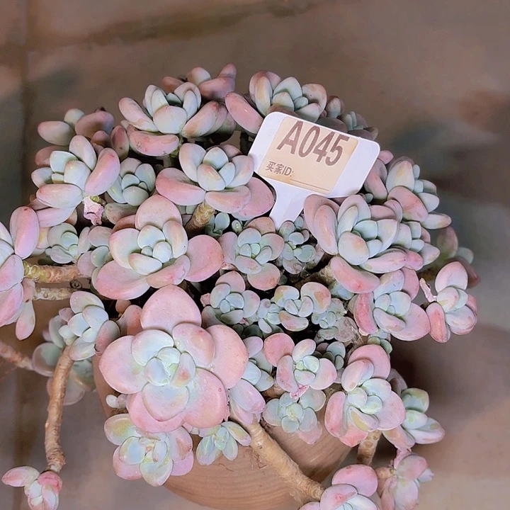 A*y红洛神一物一拍A045...