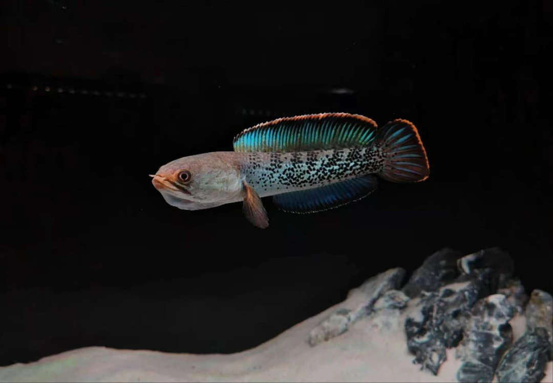 直播间选鱼链接，看好再拍，空拍随发训鱼卡片一张