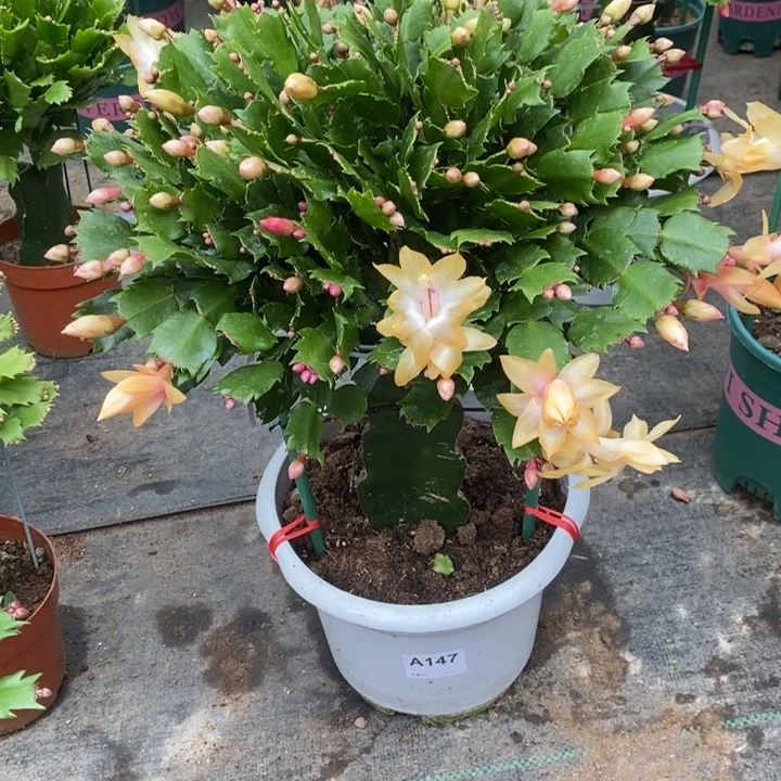 当前无花栽培后可以开花147嫁接黄索