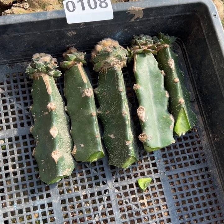 牡丹组合仙人球108号